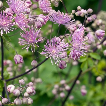 Thalictrum delavayi 'Hewitt's Double' (016796)