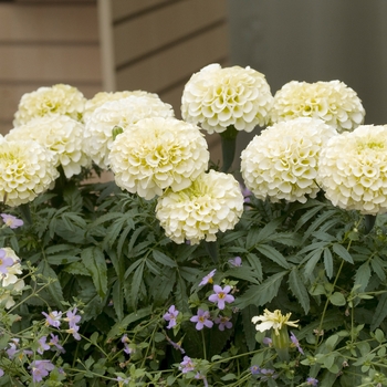 Tagetes erecta 'Vanilla' (016885)