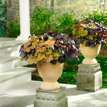 Heuchera Dolce® 'Creme Brulee' (016929)