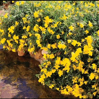 Oenothera 'Lemon Drop®' (016947)