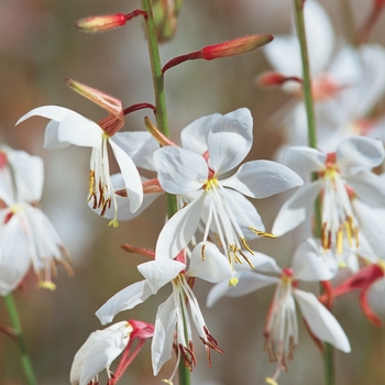 Gaura lindheimeri Stratosphere™ 'White' (016966)