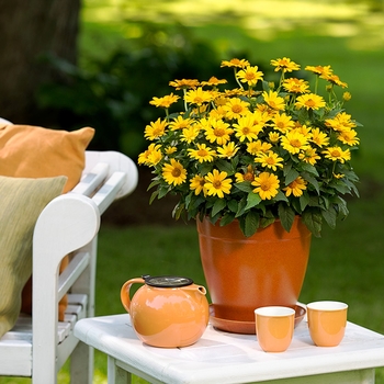 Heliopsis helianthoides 'Tuscan Sun' (016973)