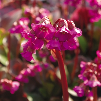 Bergenia 'Eroica' (017000)