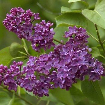 Syringa vulgaris 'Ludwig Spaeth' Lilac from Garden Center Marketing
