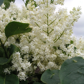 Syringa reticulata 'Ivory Silk' (017166)