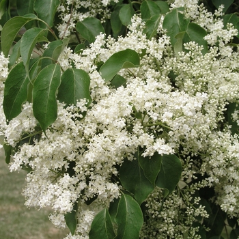 Syringa pekinensis 'China Snow®' (017171)