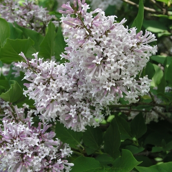 Syringa pubescens ssp. patula 'Miss Kim' (017172)