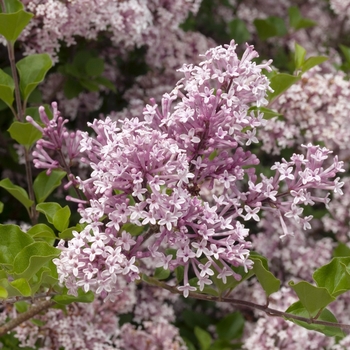 Syringa meyeri 'Palibin' (017175)