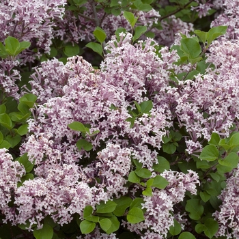 Syringa meyeri 'Palibin' (017177)