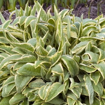 Symphytum x uplandicum 'Axminster Gold' (017183)