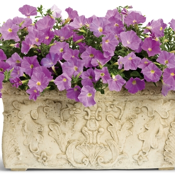 Petunia Supertunia® 'Lavender Skies' (017244)