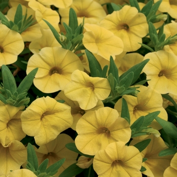 Calibrachoa Superbells® 'Yellow' (017249)