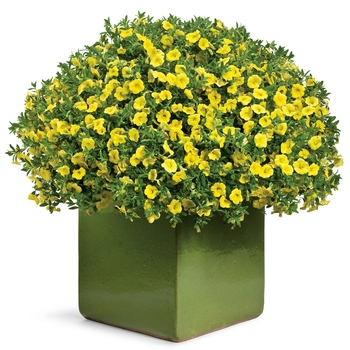 Calibrachoa Superbells® 'Yellow' (017250)