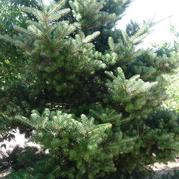 Abies koreana '' (017259)