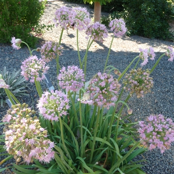 Allium 'Pink Feathers' (017270)