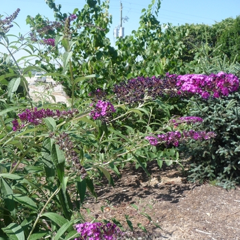 Buddleia davidii 'Red Plume' (017278)