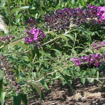 Buddleia davidii 'Red Plume' (017280)