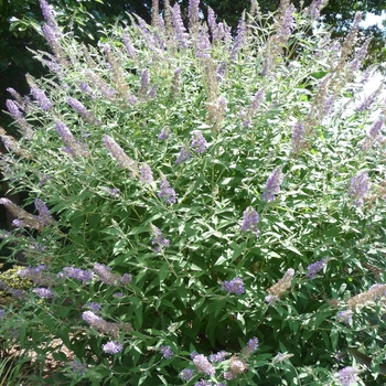 Buddleia 'Lochinch' (017282)