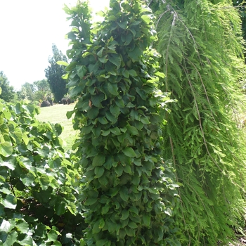 Carpinus betulus 'Columnaris Nana' (017284)