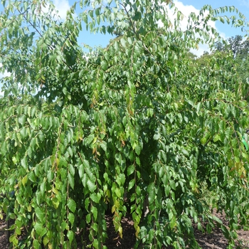 Carpinus caroliniana 'Stowe cascade' (017286)