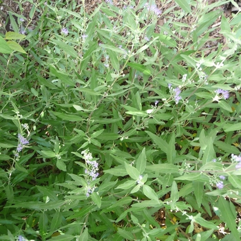 Caryopteris x clandonensis 'Ferndown' (017288)