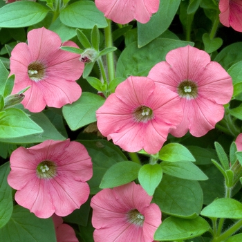 Petunia Surfinia® 'Patio Coral Pink' (017291)