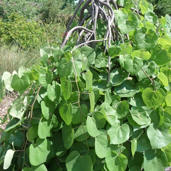 Cercis canadensis 'Lavender Twist®' (017308)