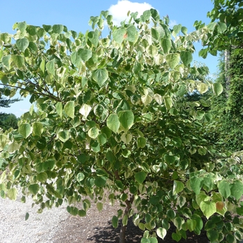 Cercis canadensis 'Silver Cloud' (017309)