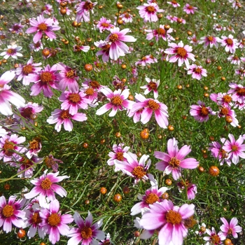 Coreopsis rosea 'Heaven's Gate' (017311)