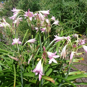 Crinum powellii 'Cecil Houdyshel' (017312)