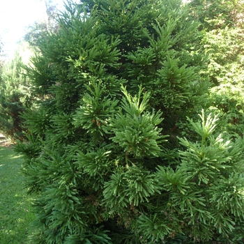 Cryptomeria japonica 'Gyokurya' (017314)