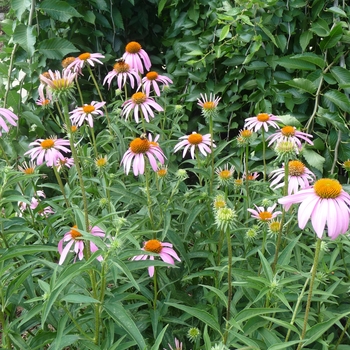 Echinacea purpurea '' (017319)