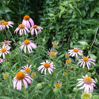 Echinacea purpurea '' (017321)