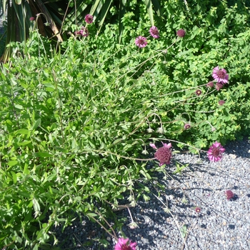 Gaillardia aestivalis var. winkleri 'Grape Sensation' (017330)