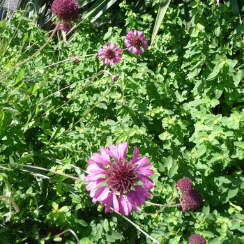 Gaillardia aestivalis var. winkleri 'Grape Sensation' (017331)