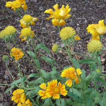 Gaillardia aristata 'Oranges and Lemons' (017332)