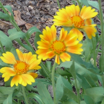 Gaillardia aristata 'Oranges and Lemons' (017334)