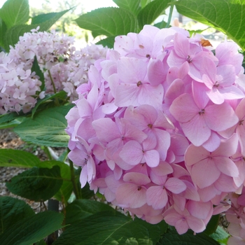 Hydrangea macrophylla 'David Ramsey' (017345)