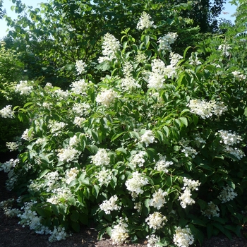 Hydrangea paniculata 'Brussells Lace' (017351)