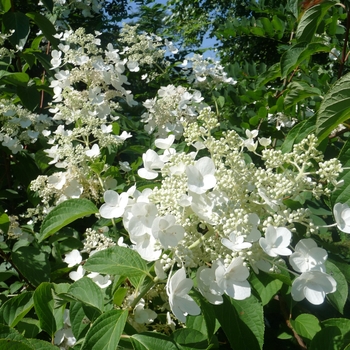 Hydrangea paniculata 'Brussells Lace' (017353)