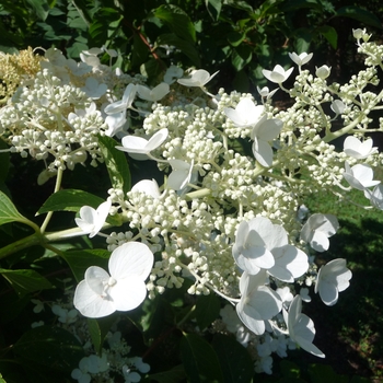 Hydrangea paniculata 'Brussells Lace' (017354)