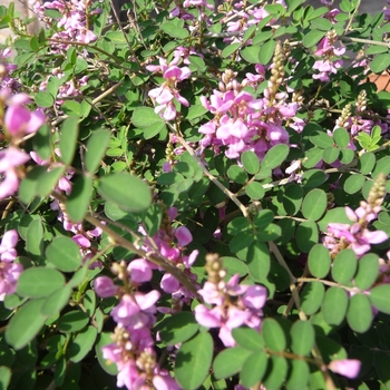 Indigofera pseudotinctoria '' (017356)