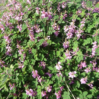 Indigofera pseudotinctoria '' (017357)