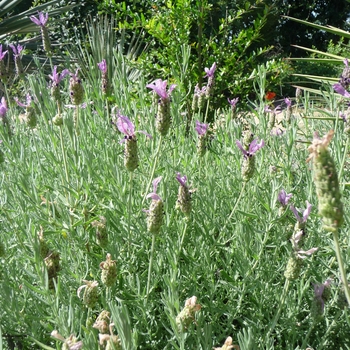 Lavandula pedunculata subsp. lusitanica '' (017364)