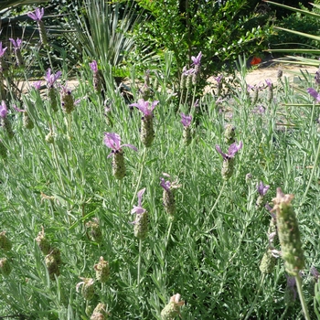 Lavandula pedunculata subsp. lusitanica '' (017365)