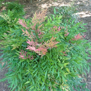 Nandina domestica 'Sunray®' (017376)