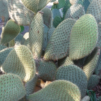 Opuntia scheeri '' (017381)