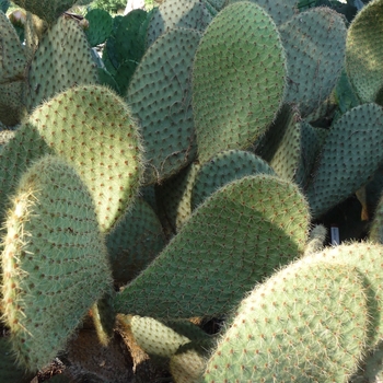 Opuntia scheeri '' (017382)