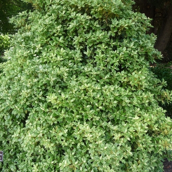 Osmanthus heterophyllus 'Goshiki' (017385)