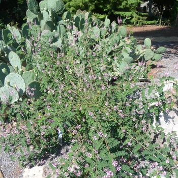 Rhodohypoxis baurii '' (017394)